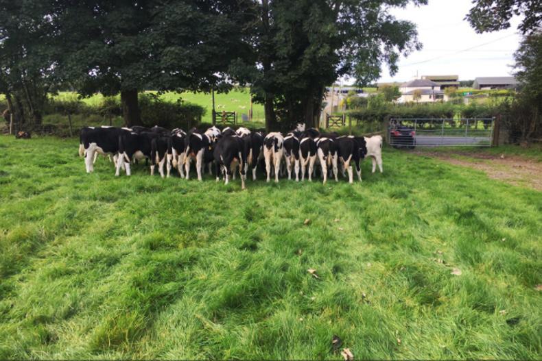 Farmer Writes: changing from ovine to bovine in the shadow of Liam McCarthy
