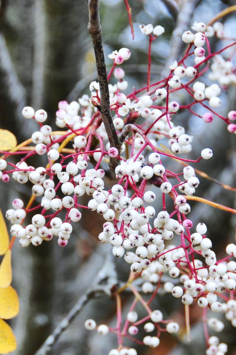 Winter berries                                                              