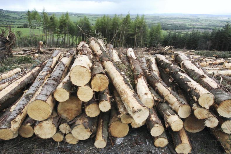 Forestry more profitable than sucklers and sheep 