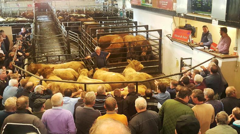 Mart prices: 'serious cattle' and serious buyers at Gortatlea special sale