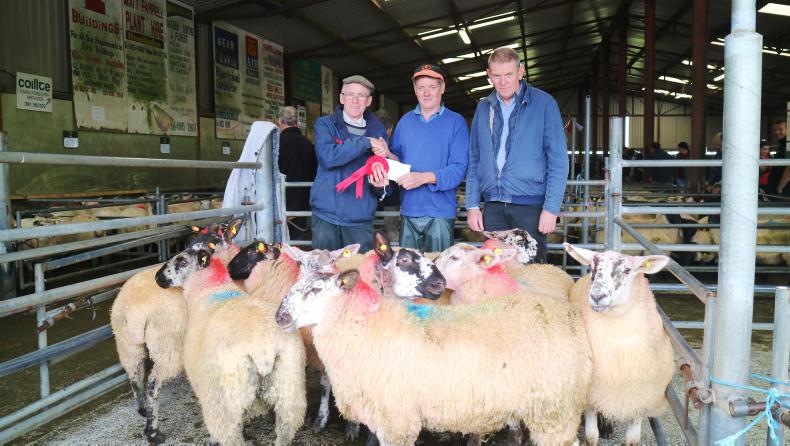 Sheep prices: ewe lambs sell to €149 at Mountbellew Mart show and sale
