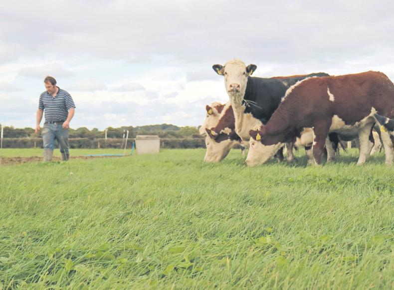 Watch: worm resistance evident in Robertstown
