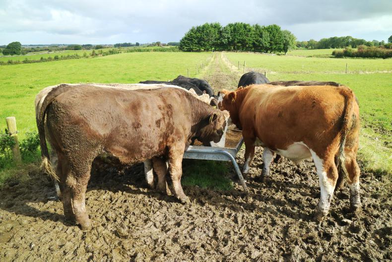 Watch: prolonging the grazing season for priority stock on Newford farm