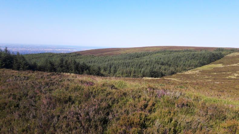 Forestry programme needs a kick-start