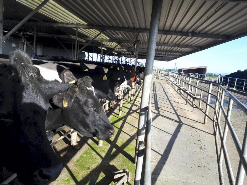 Watch: Glanbia price top-up softens disappointing in-calf rate