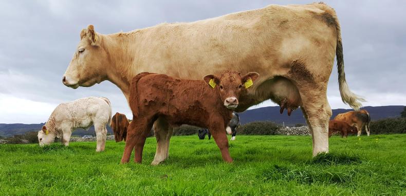 Farmer Writes: GLAS will leave thousands more disappointed again