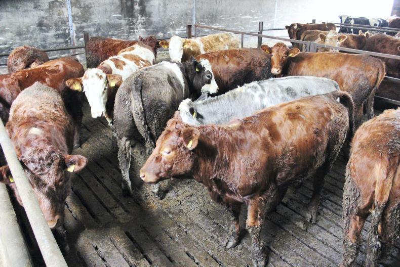 Watch: spring calves weaned after early housing of cattle