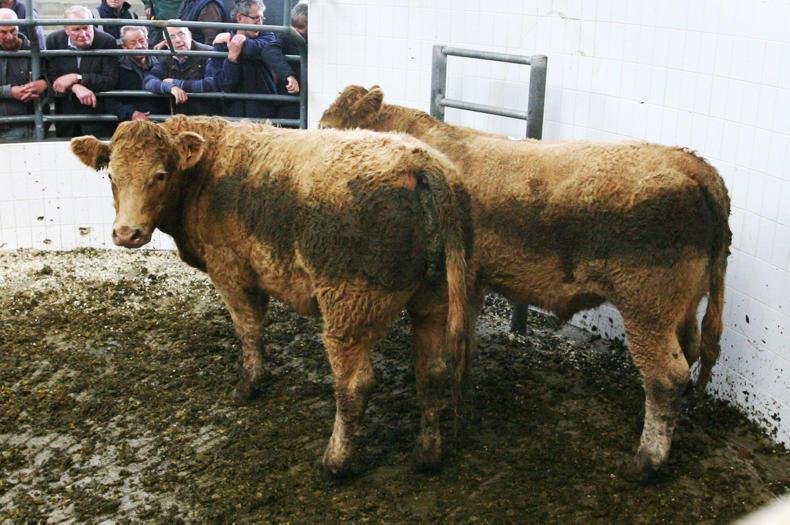 Strong demand for quality bullocks at Roscommon