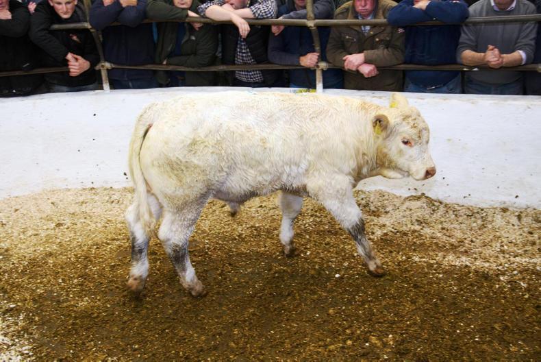 Flying trade at autumn weanling show and sale