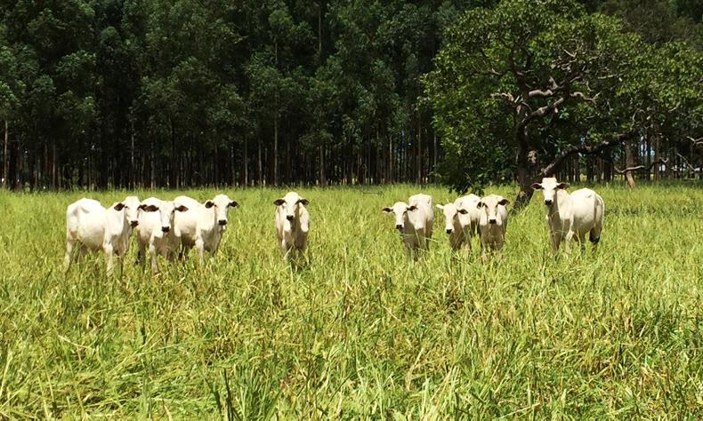 Hopes of blocking Mercosur offer fade