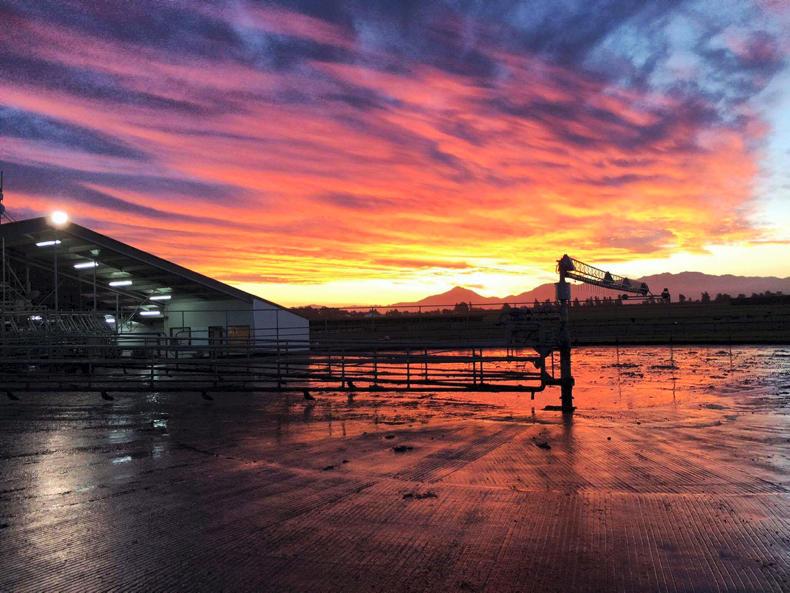 New Zealand dairy exports fall in August