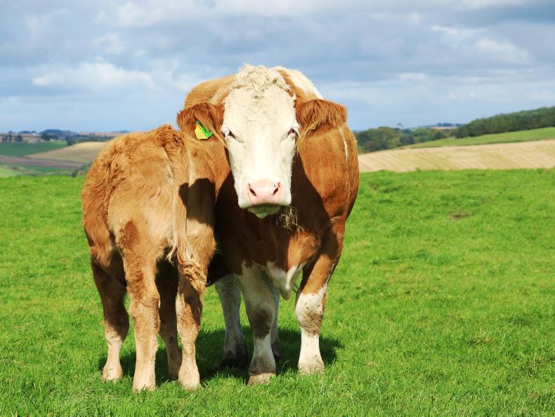 Farm Profit Programme: Autumnal activities at Arnage