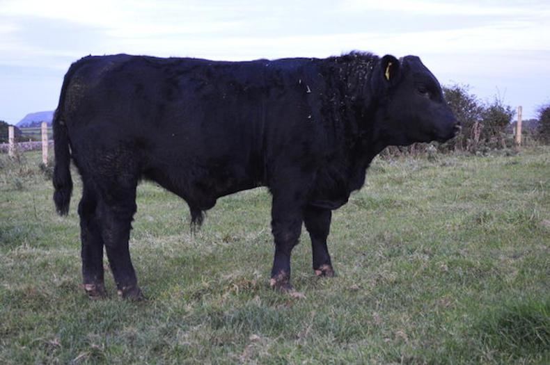 Doonowney Pedigree Aberdeen Angus dispersal sale