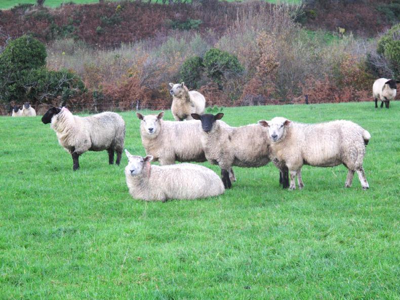Does age at first lambing affect lifetime performance?