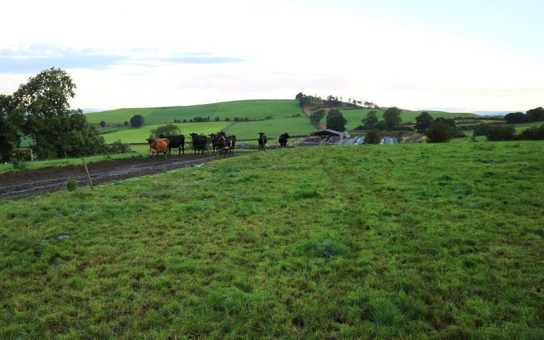 Back to grass school at Linn’s Farm 
