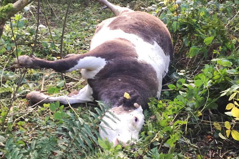 In pictures: suckler cow strangled by nighttime intruders