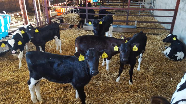 Watch: winter feed planning in Tyrone