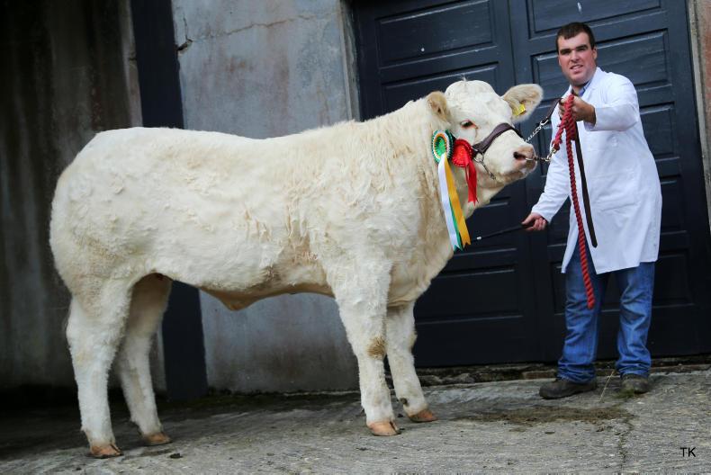 Charolais out in front at Glenamaddy