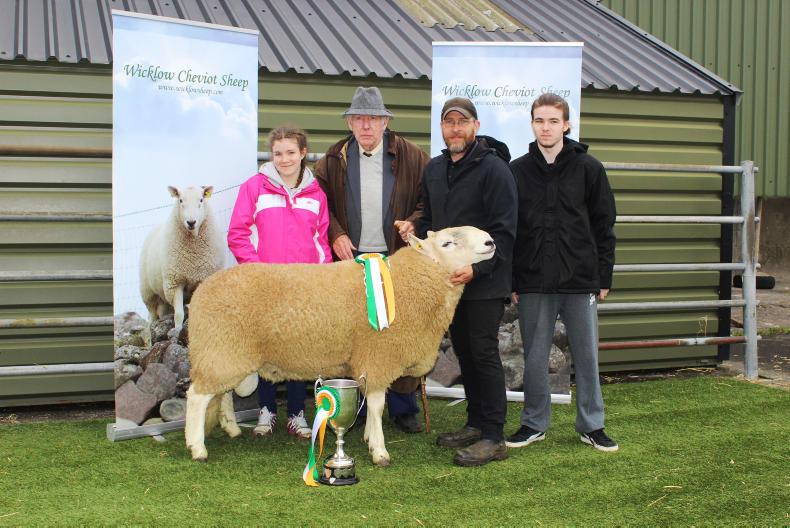 In brief:  Wicklow sheep and Ballymote Mart
