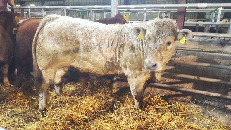 Cattle prices: dairy cross weanlings sell while Continentals struggle in Kanturk