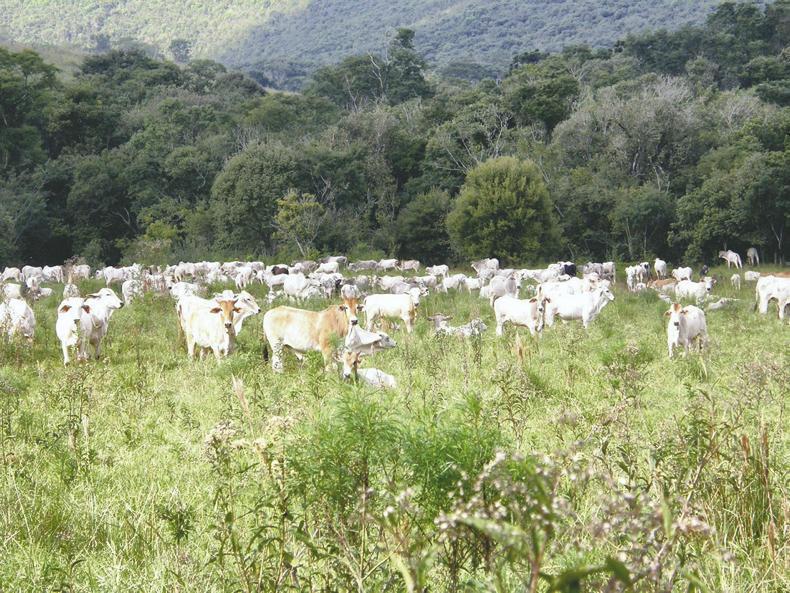 EU report slams Brazilian meat guarantees as Mercosur talks take place