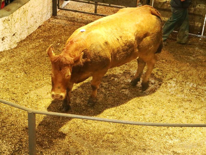 Dairy cull numbers low so far   