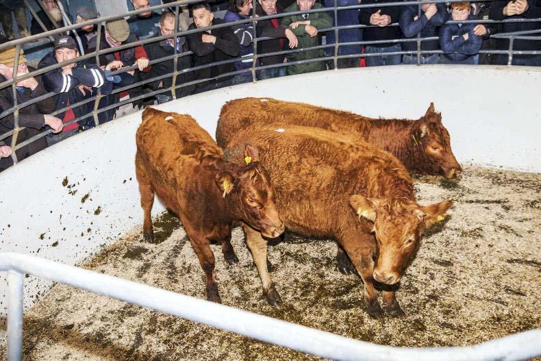 Mart prices: massive crowd for 50th anniversary sale at Kilcullen Mart