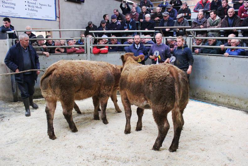 Suckler calves in demand at Armoy Mart