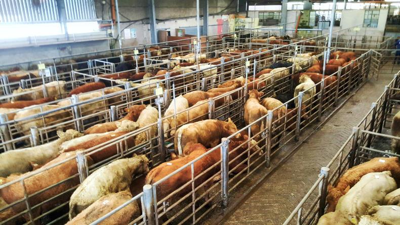 Cattle prices: weanling bulls the star attraction at Macroom Mart