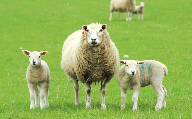 Suspended sentence for sheep rustler