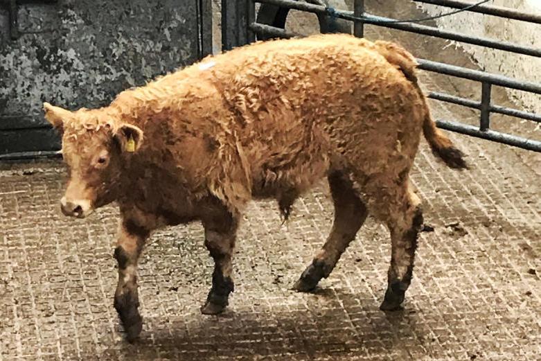 Weanlings top out at €1,400 but plain animals struggle in Carrigallen Mart