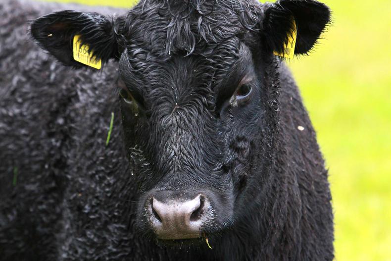 Doonowney Angus dispersal sale
