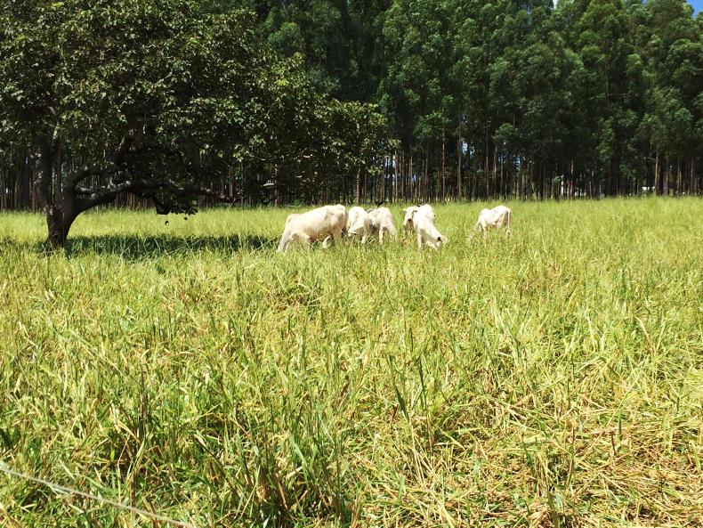 Harvesting four outputs  in one field in Brazil