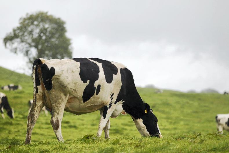 Holstein bulls sell for up to £2,800 at Kilrea 