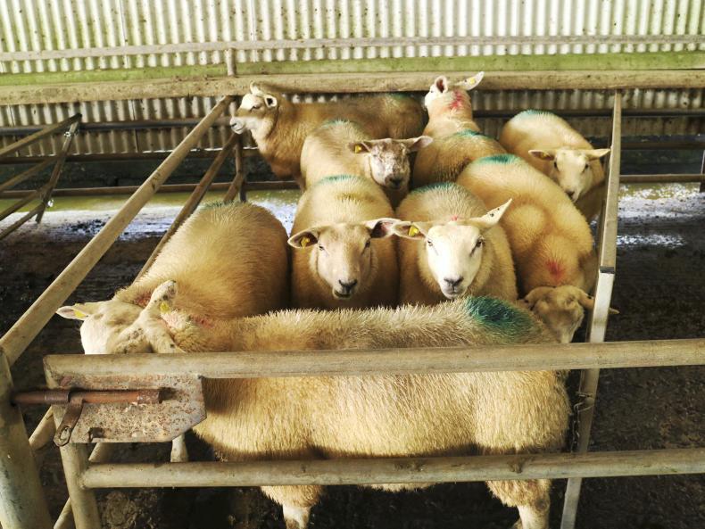 A little more pressure on lamb prices
