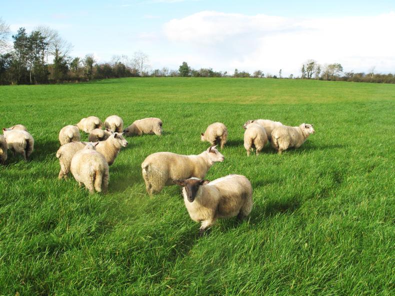 Renewed pressure on sheep prices