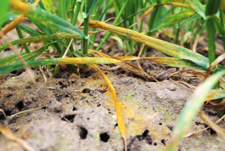 Significant new yellow rust confirmed