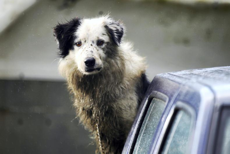 Animal cruelty cases per county