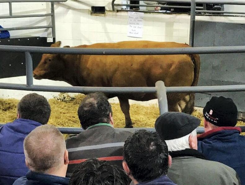 In pictures: in-calf heifers make up to €2,700 at Elphin Mart