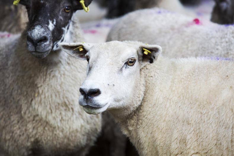 Warning graphic image: Seven sheep killed in Offaly                  