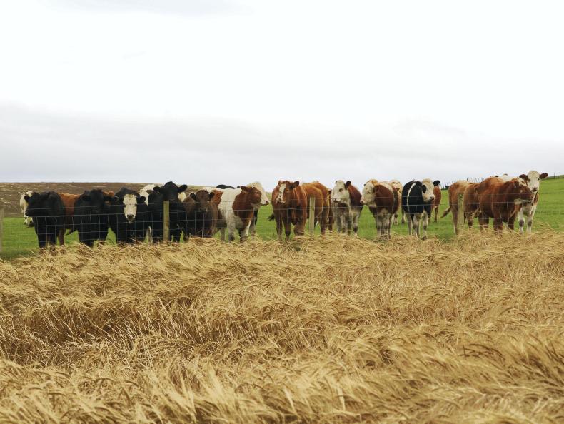 Farm Profit Programme: winter approaches in the Cairngorms