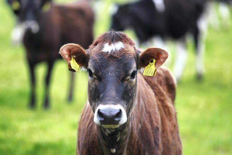 ABP gain majority share in Good Herdsman 