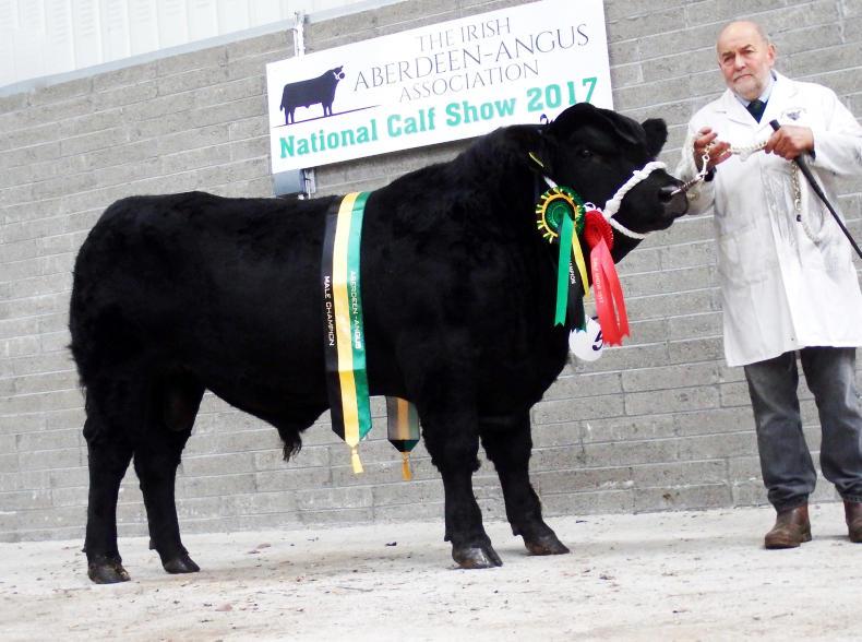 Big numbers both north and south at Angus calf show