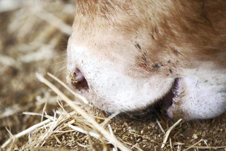 Silage vs ad-lib finishing steers