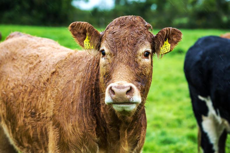 Beef management: replacement heifer targets 