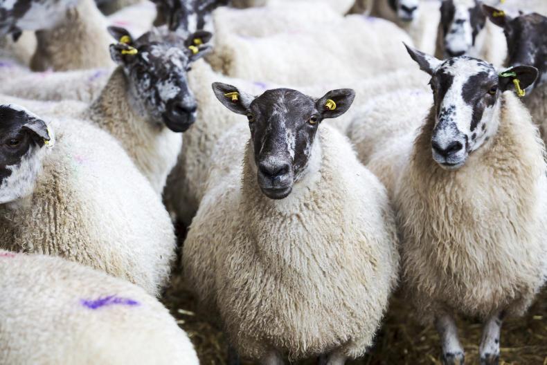 Sheep prices: bright aspects hard to find