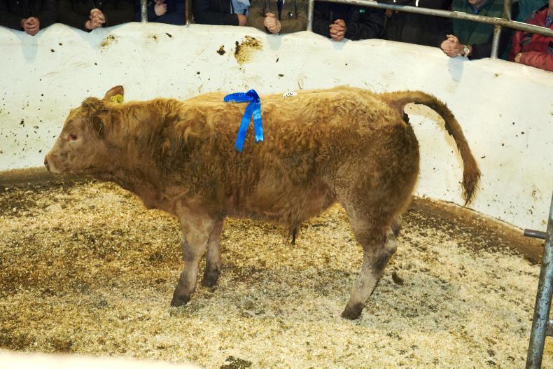 Weanlings up €30 to €40/head on last year