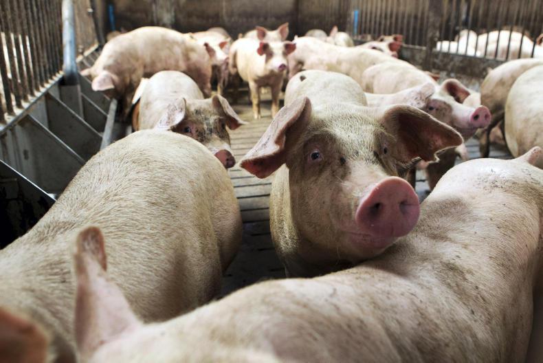 Focus on pig nutrition at annual conference