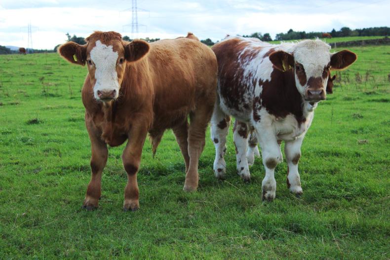 QMS propose DNA testing Scotch PGI      