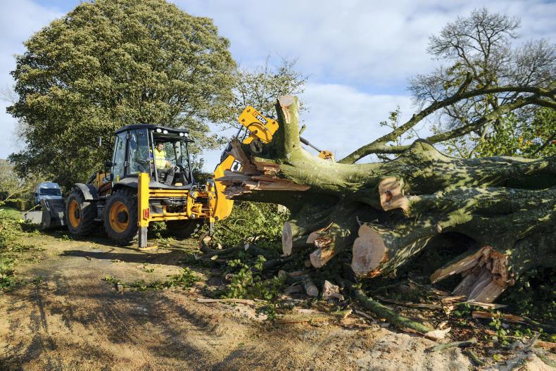 Cleaning up a fallen tree in Meath